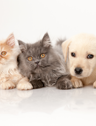 Puppy and kittens representing companion animal wellness and pet care.