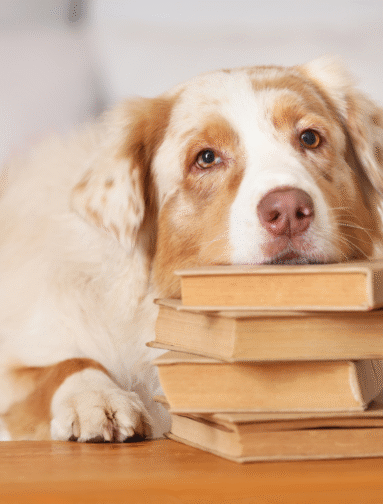 Dog resting on books representing companion animal education and learning.